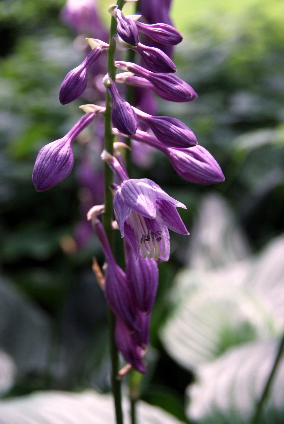 Hosta 'Post It'