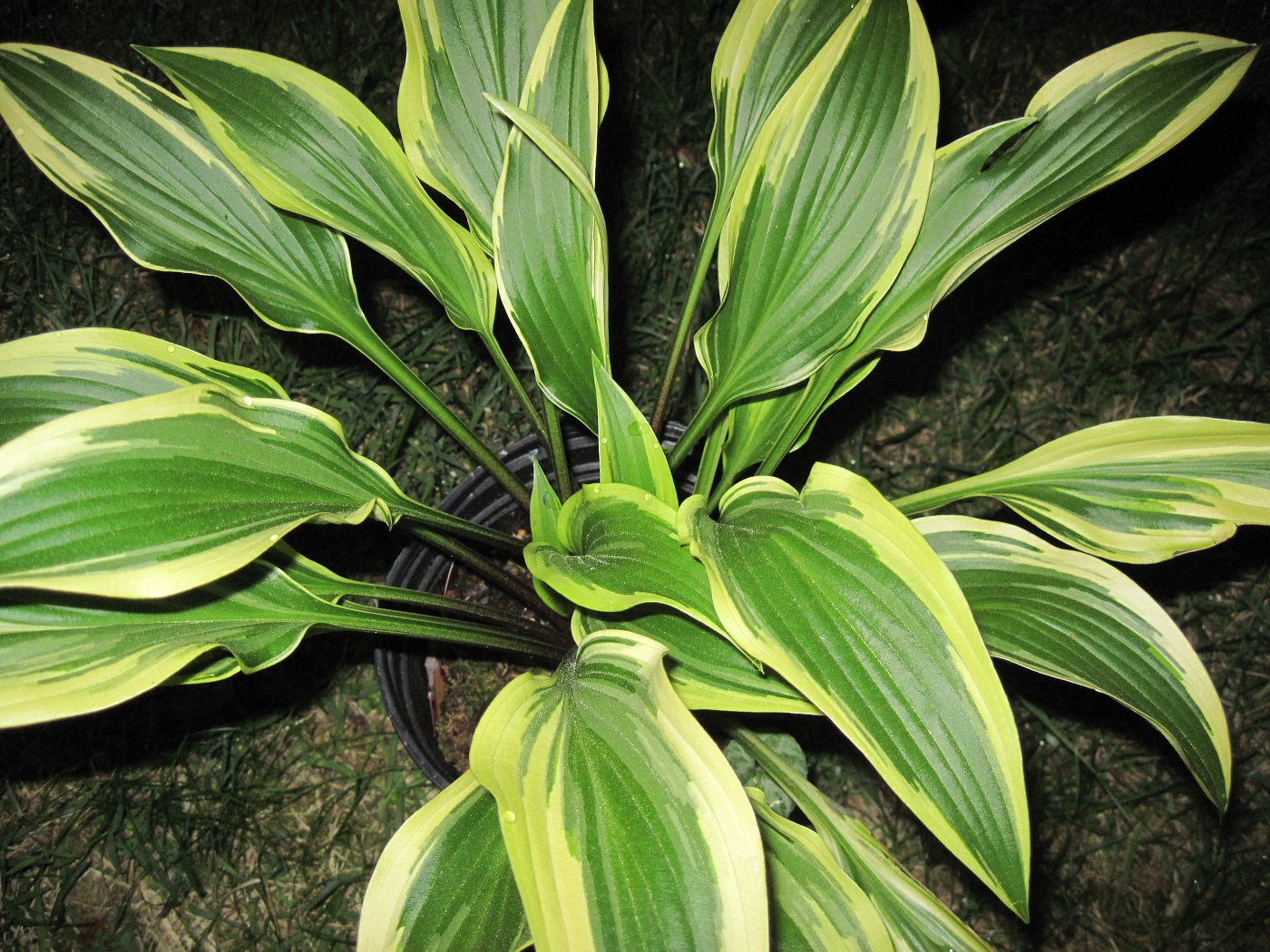 Hosta 'Proud Sentry'