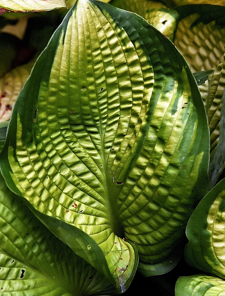 Hosta 'Quest'