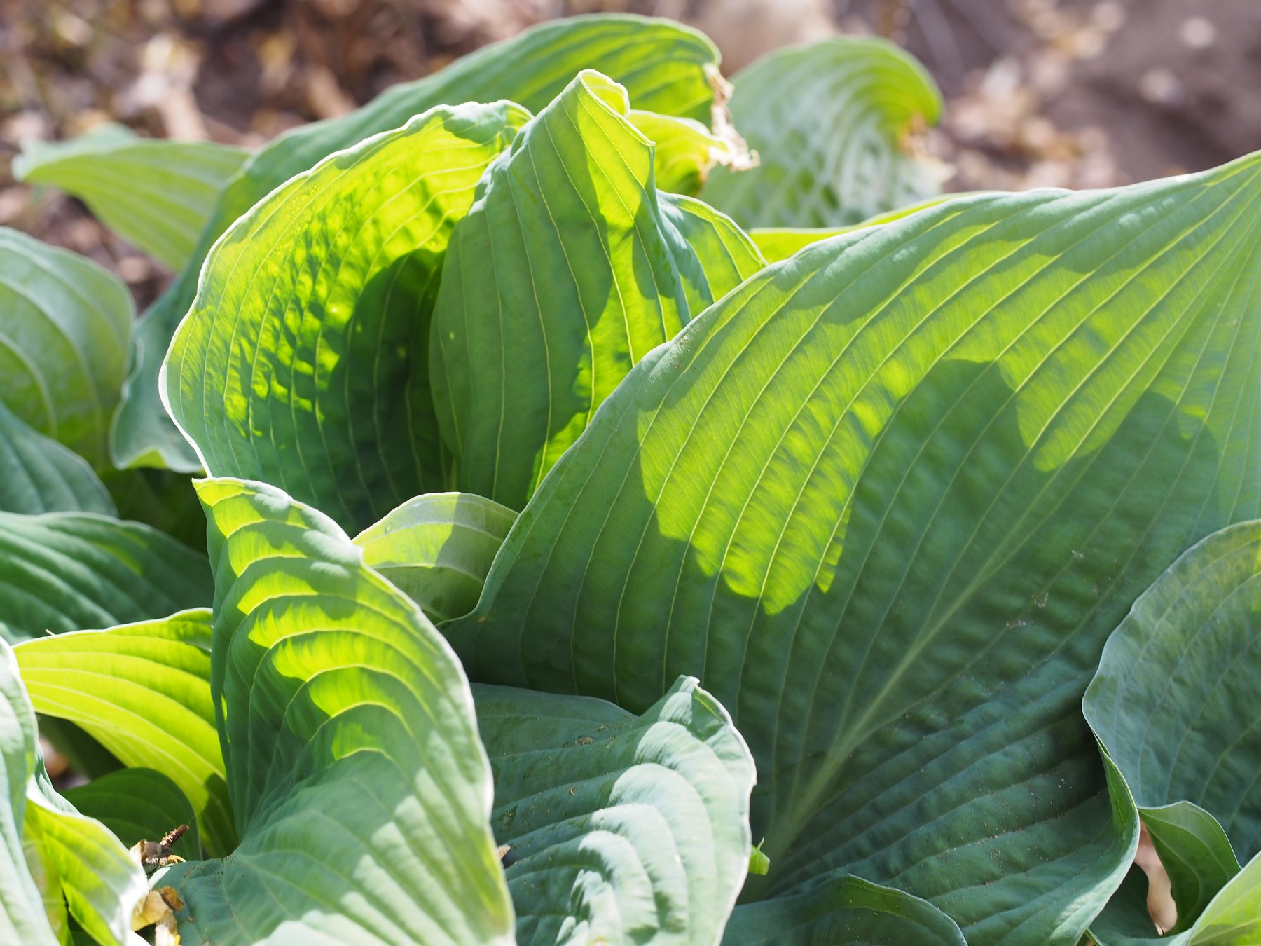 Hosta 'Quilted Cup'