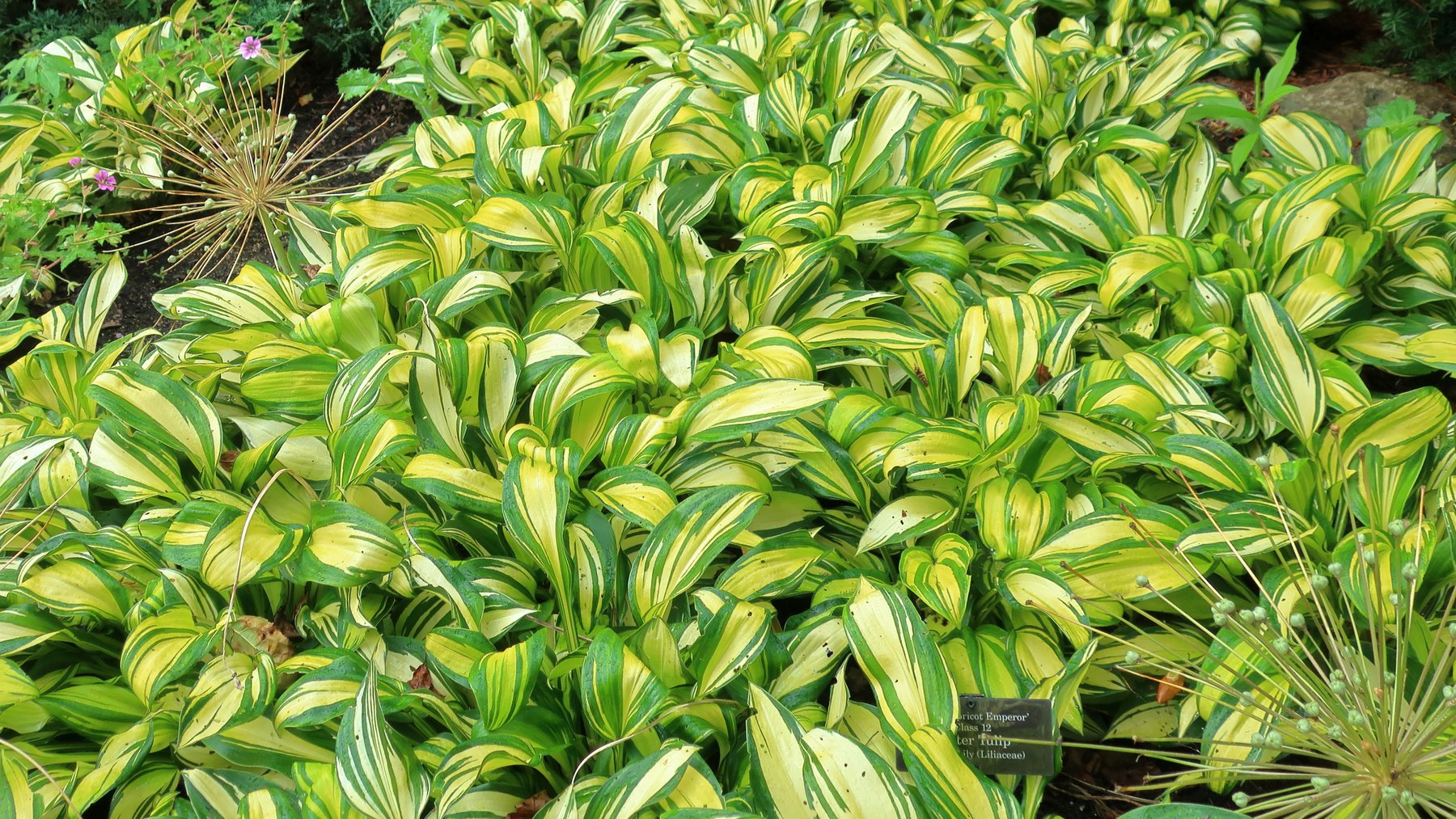 Hosta 'Rainbow's End'