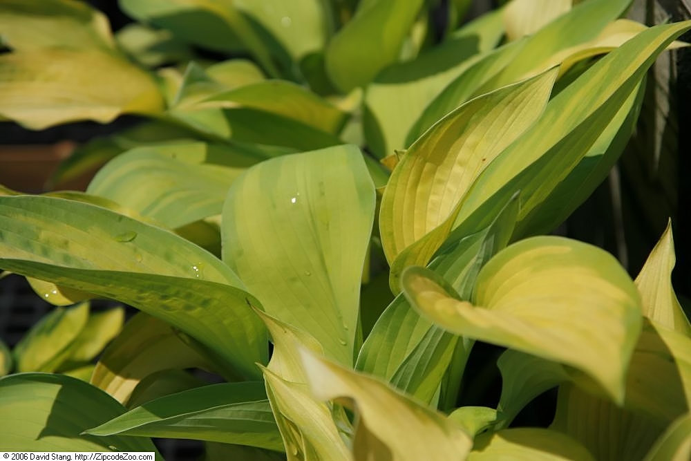 Hosta 'Rascal'