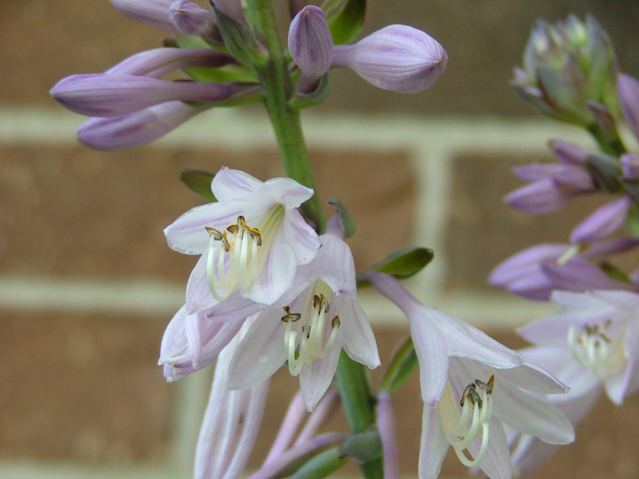 Hosta 'Rebecca'