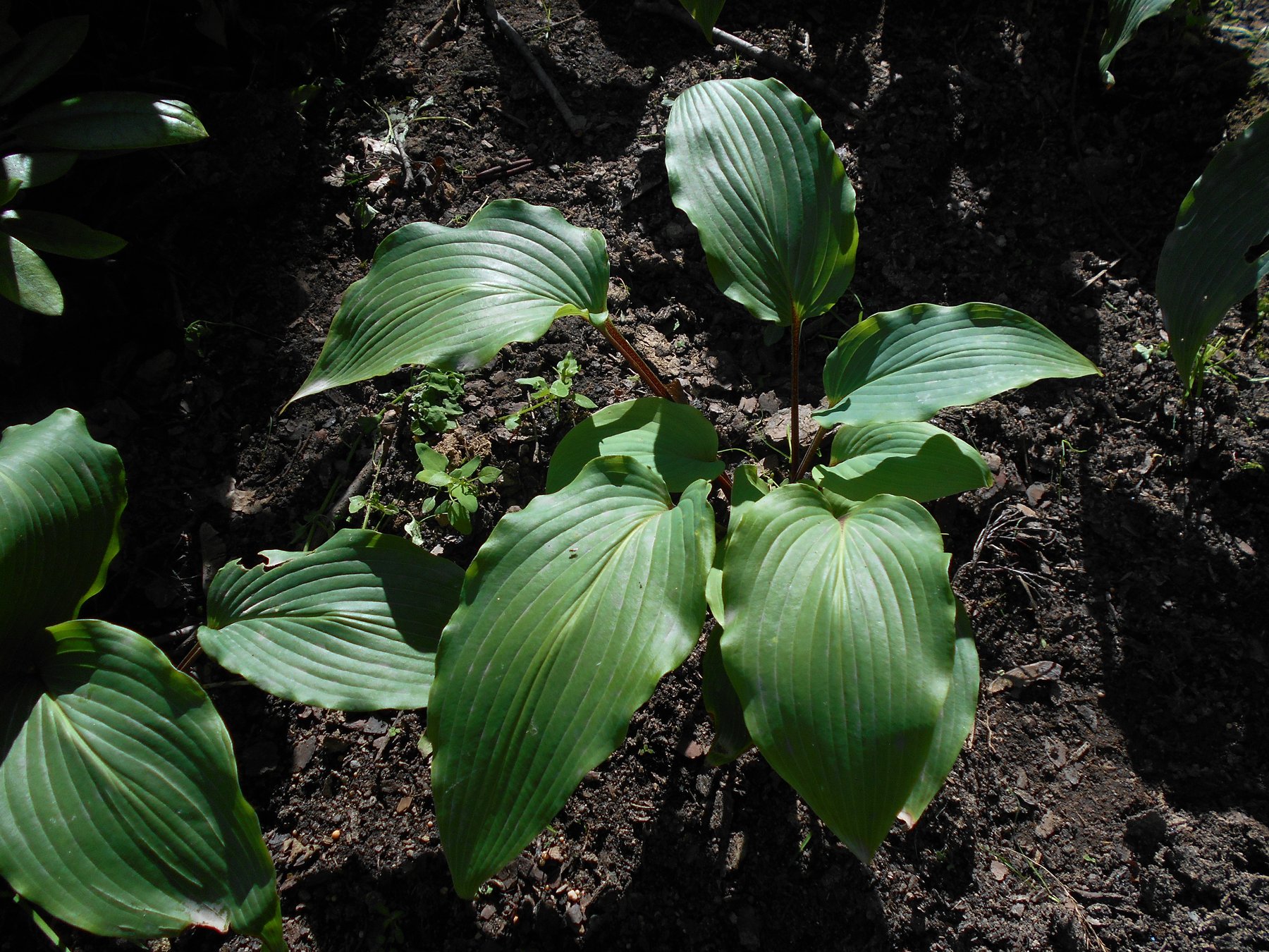 Hosta 'Red October'