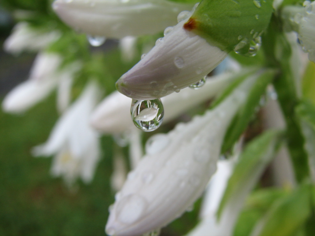 Hosta 'Reflections'
