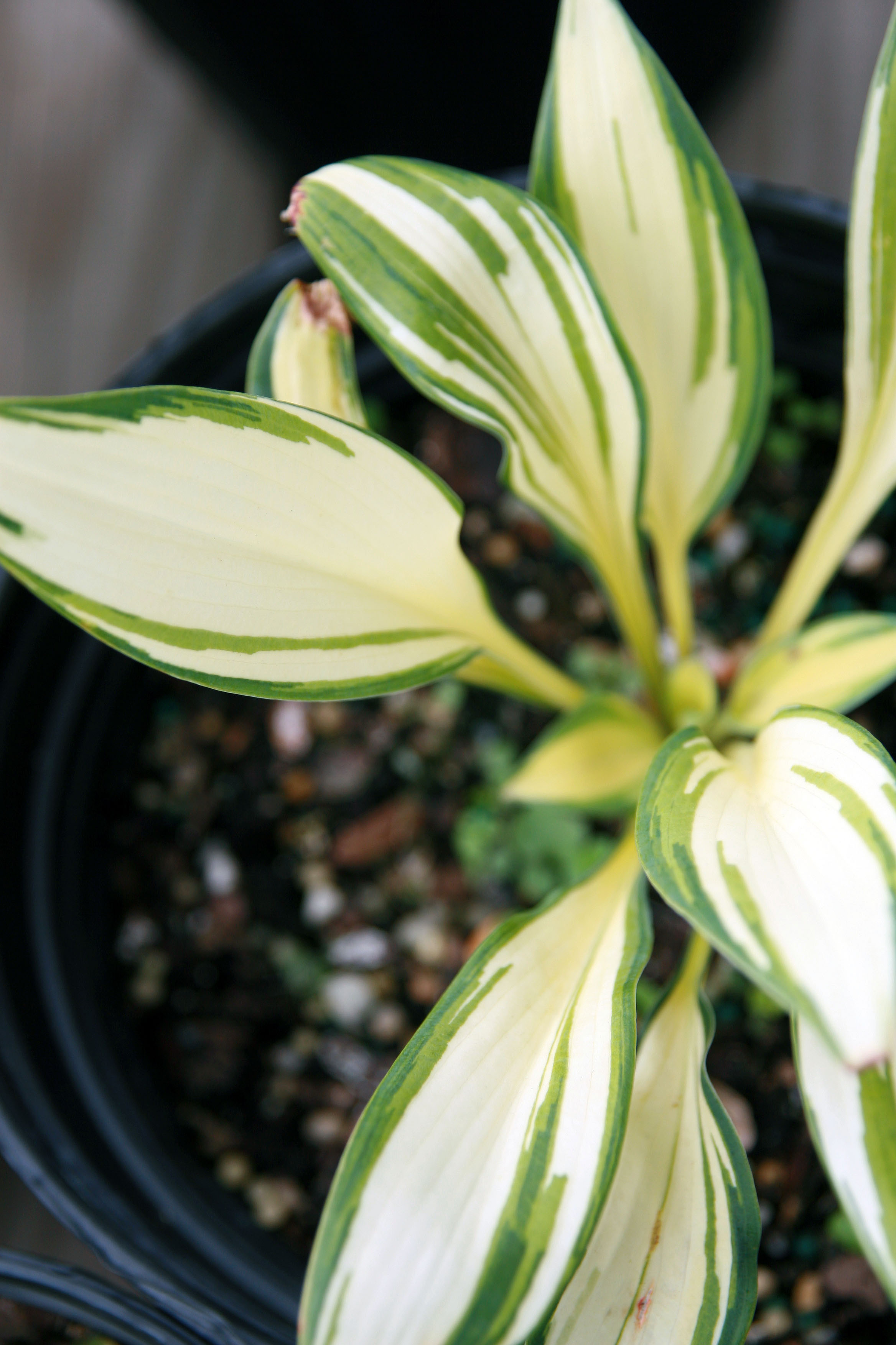 Hosta 'Remember Me'