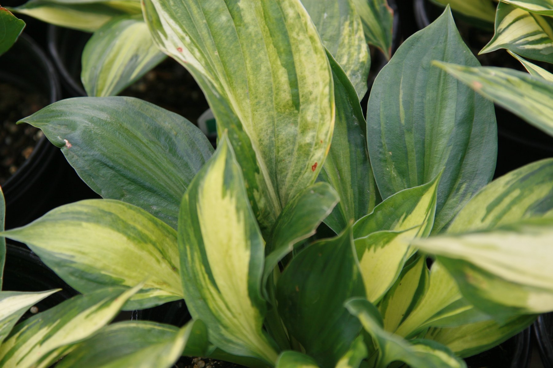 Photograph of Hosta 'Revolution'