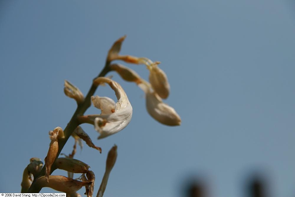 Hosta 'Robin Hood'