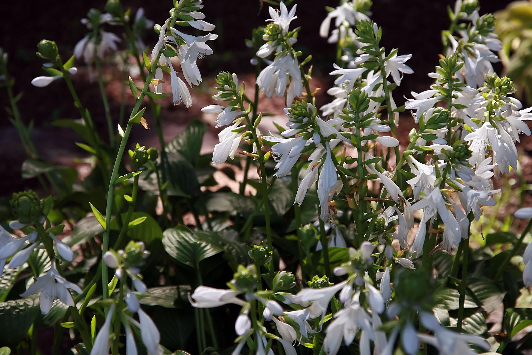 Hosta 'Royal Standard'