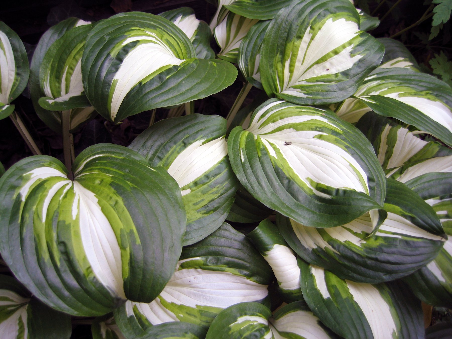Photograph of Hosta 'Ruth'
