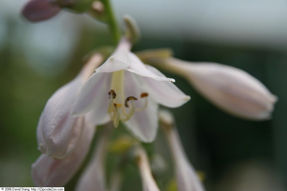 Photograph of Hosta 'Ryan's Big One'