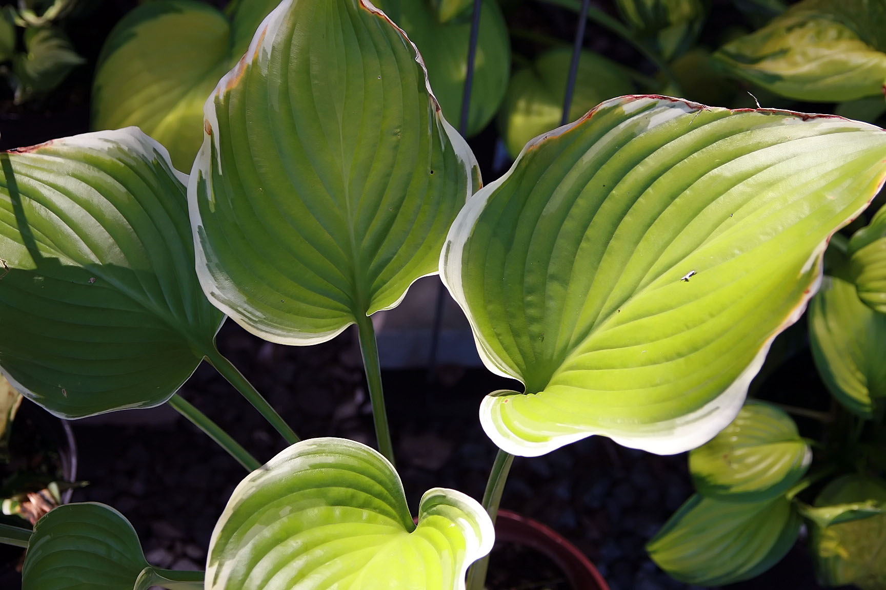 Photograph of Hosta 'Sagae'
