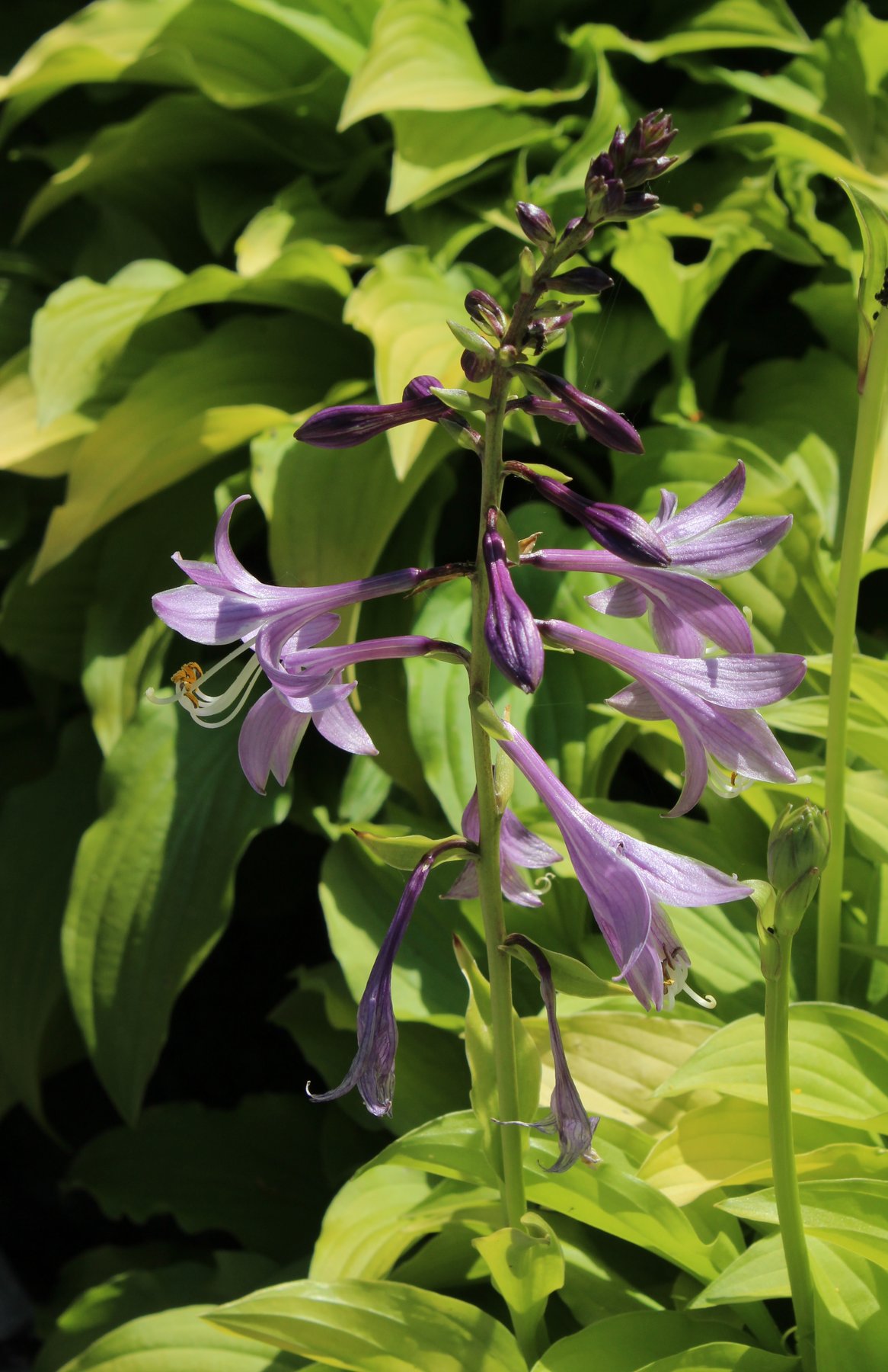 Photograph of Hosta 'Saishu Jima'