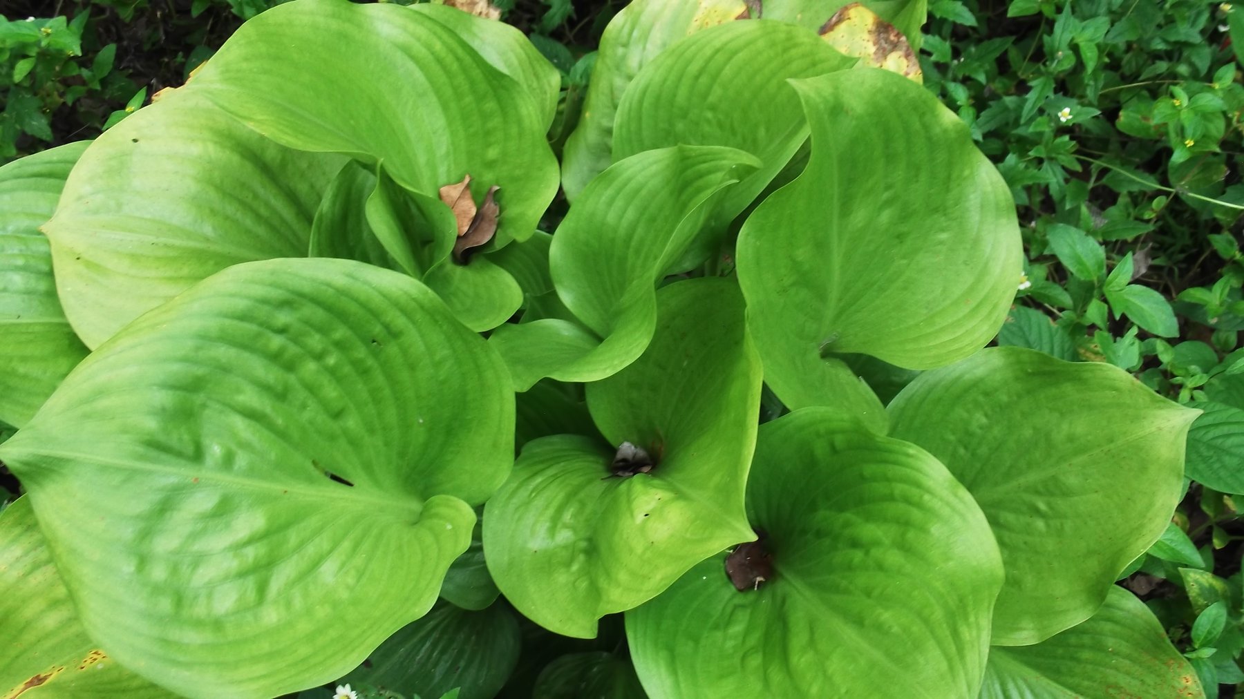 Photograph of Hosta 'Salem'