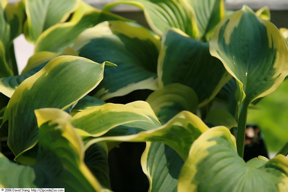 Photograph of Hosta 'Satisfaction'