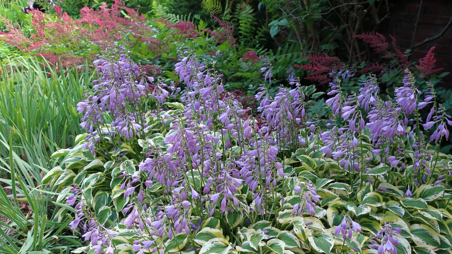 Photograph of Hosta 'Sentinels'