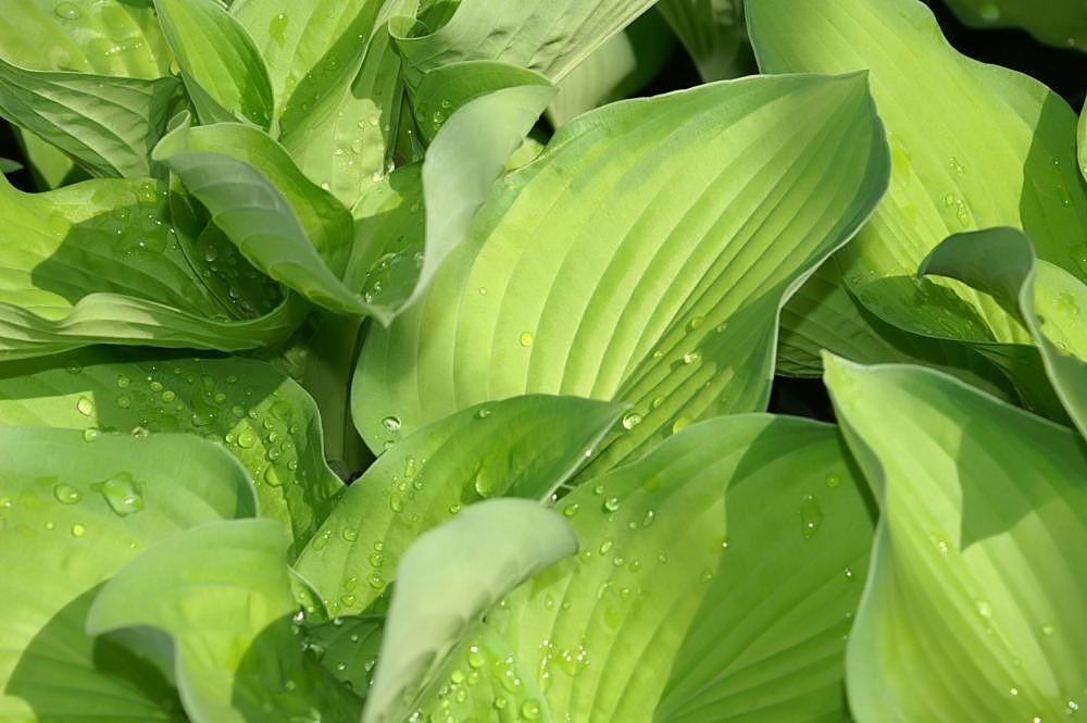 Photograph of Hosta 'September Sun'