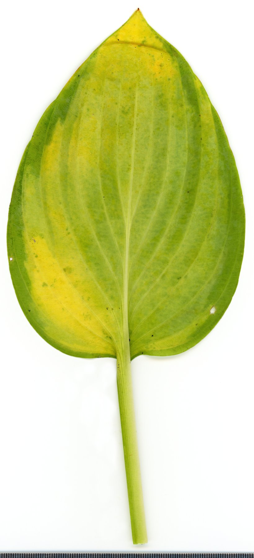 Photograph of Hosta 'September White'
