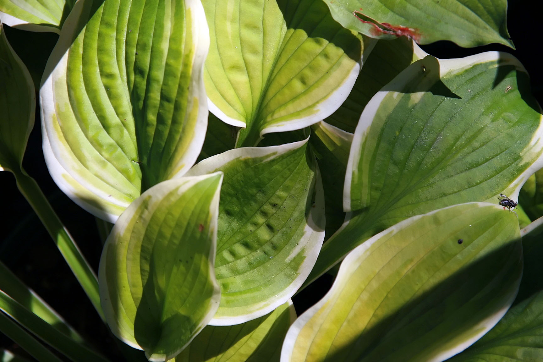 Photograph of Hosta 'Shade Fanfare'