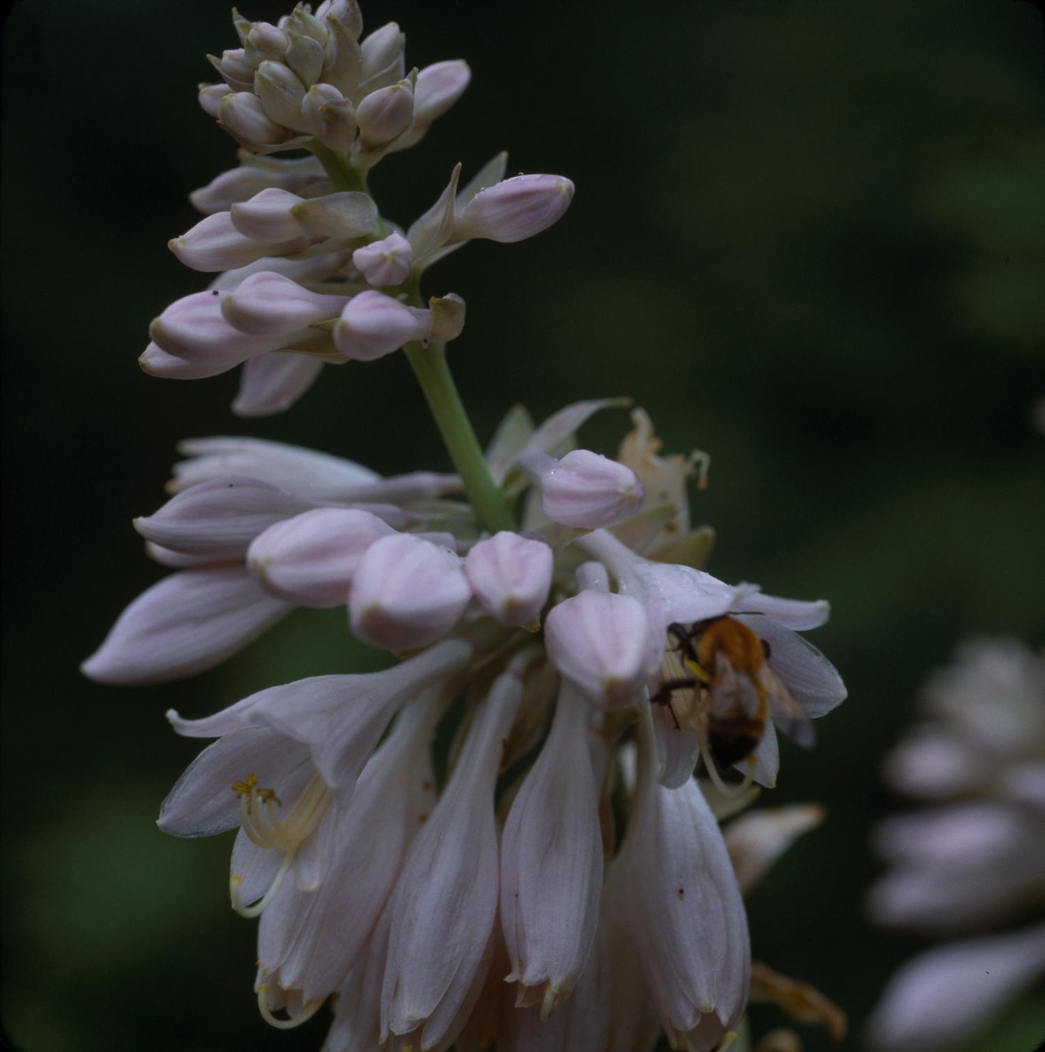 Photograph of Hosta 'Small World'