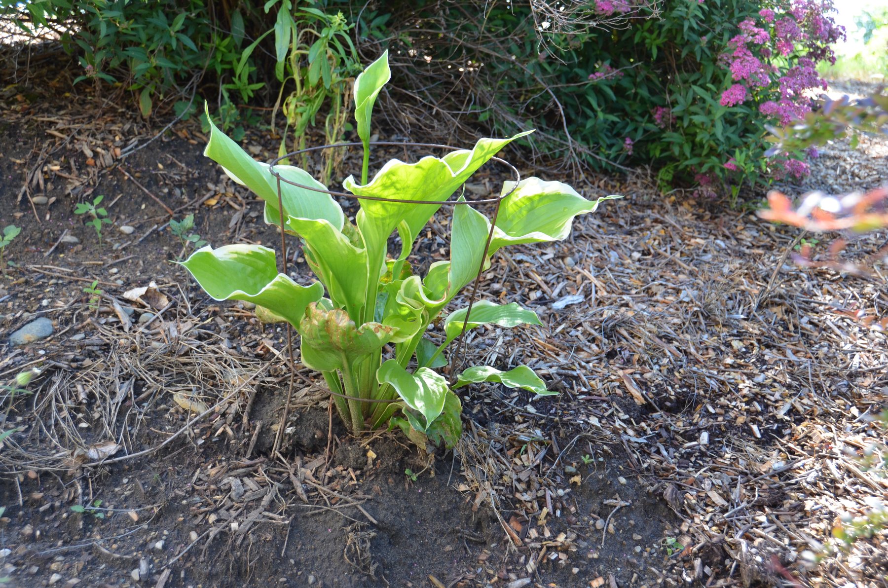 Photograph of Hosta 'Snow White'