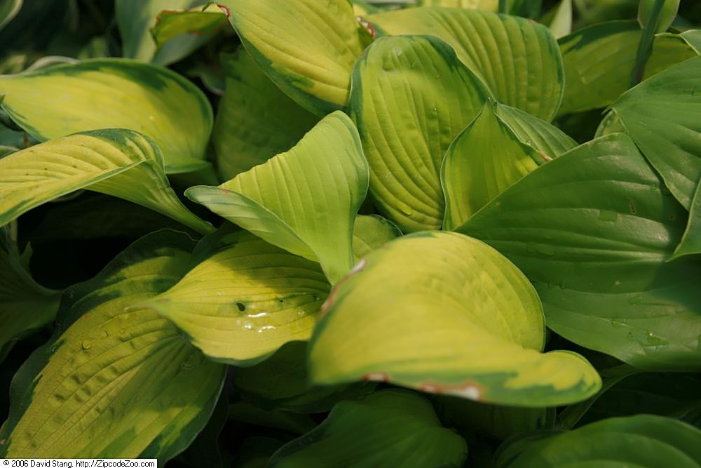 Photograph of Hosta 'So Big'