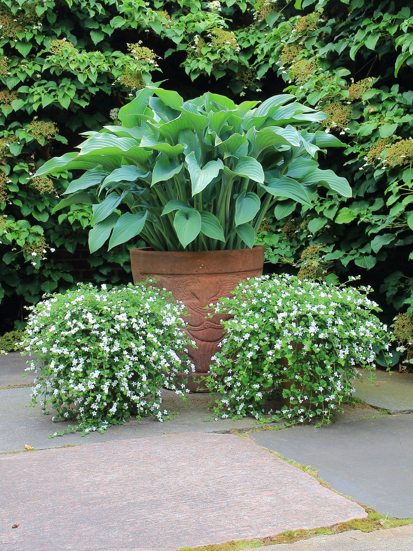 Photograph of Hosta 'So Nice'