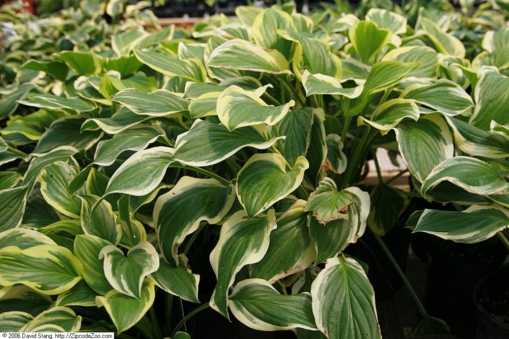Photograph of Hosta 'So Sweet'