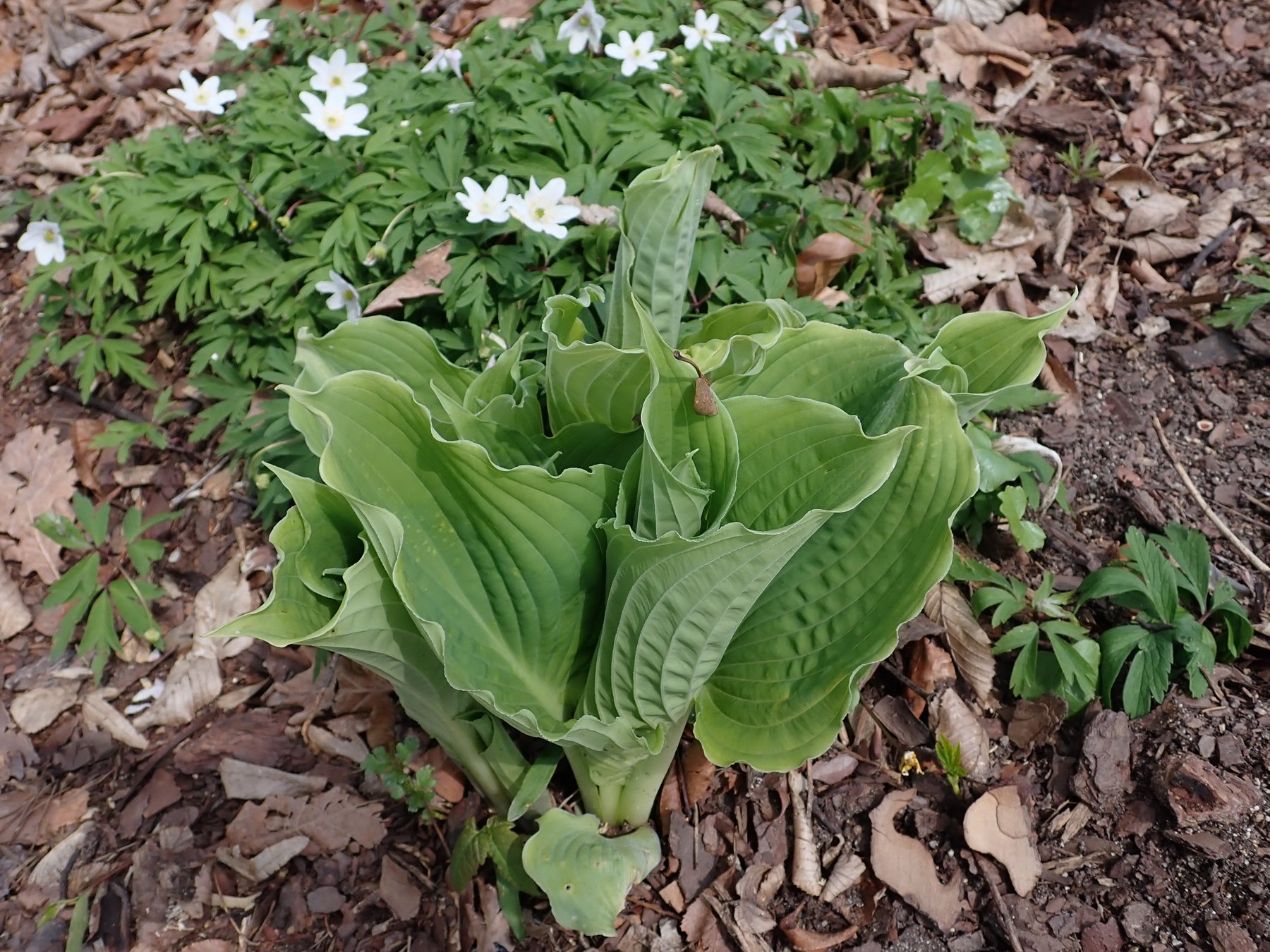 Photograph of Hosta 'Spartacus'