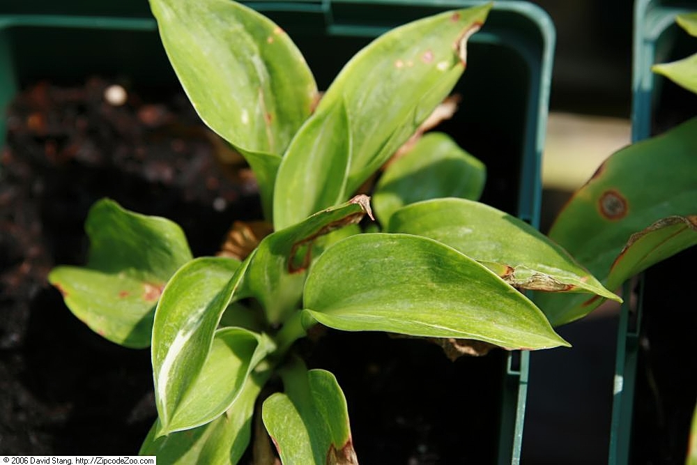 Photograph of Hosta 'Spilt Milk'
