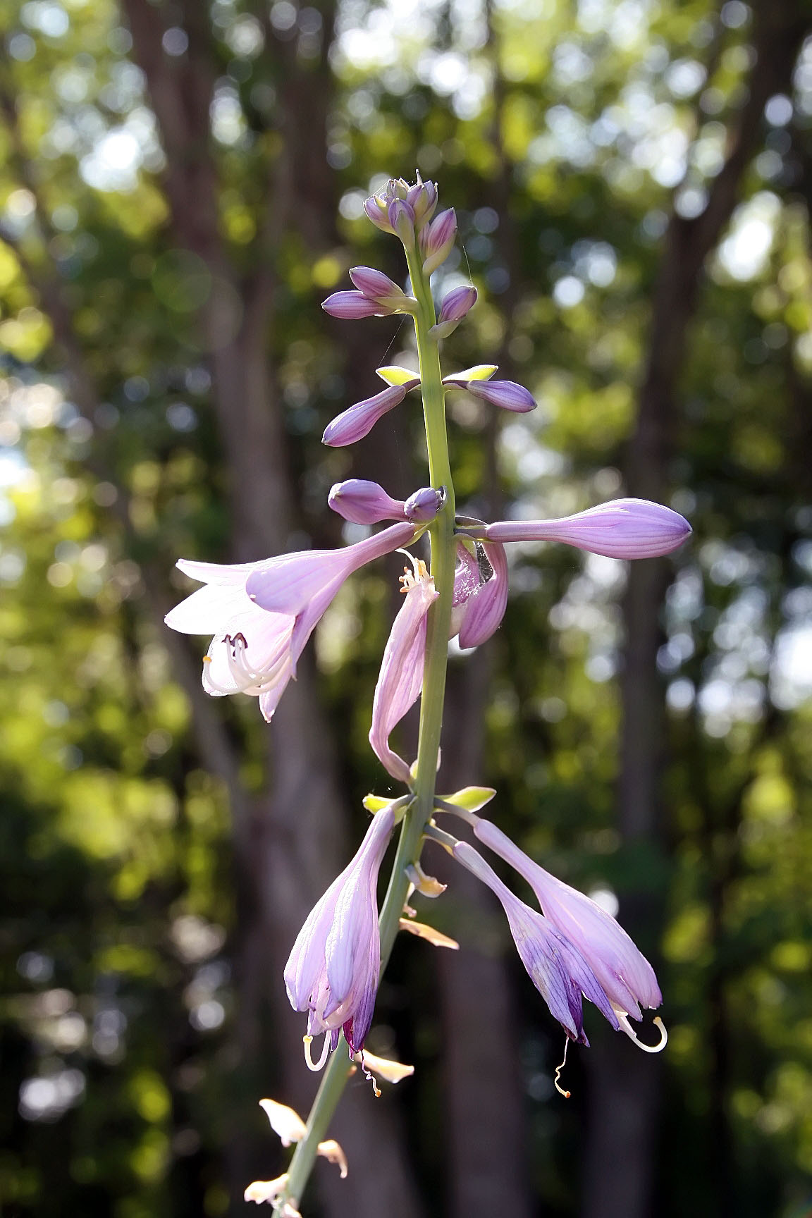 Photograph of Hosta 'Splendor'