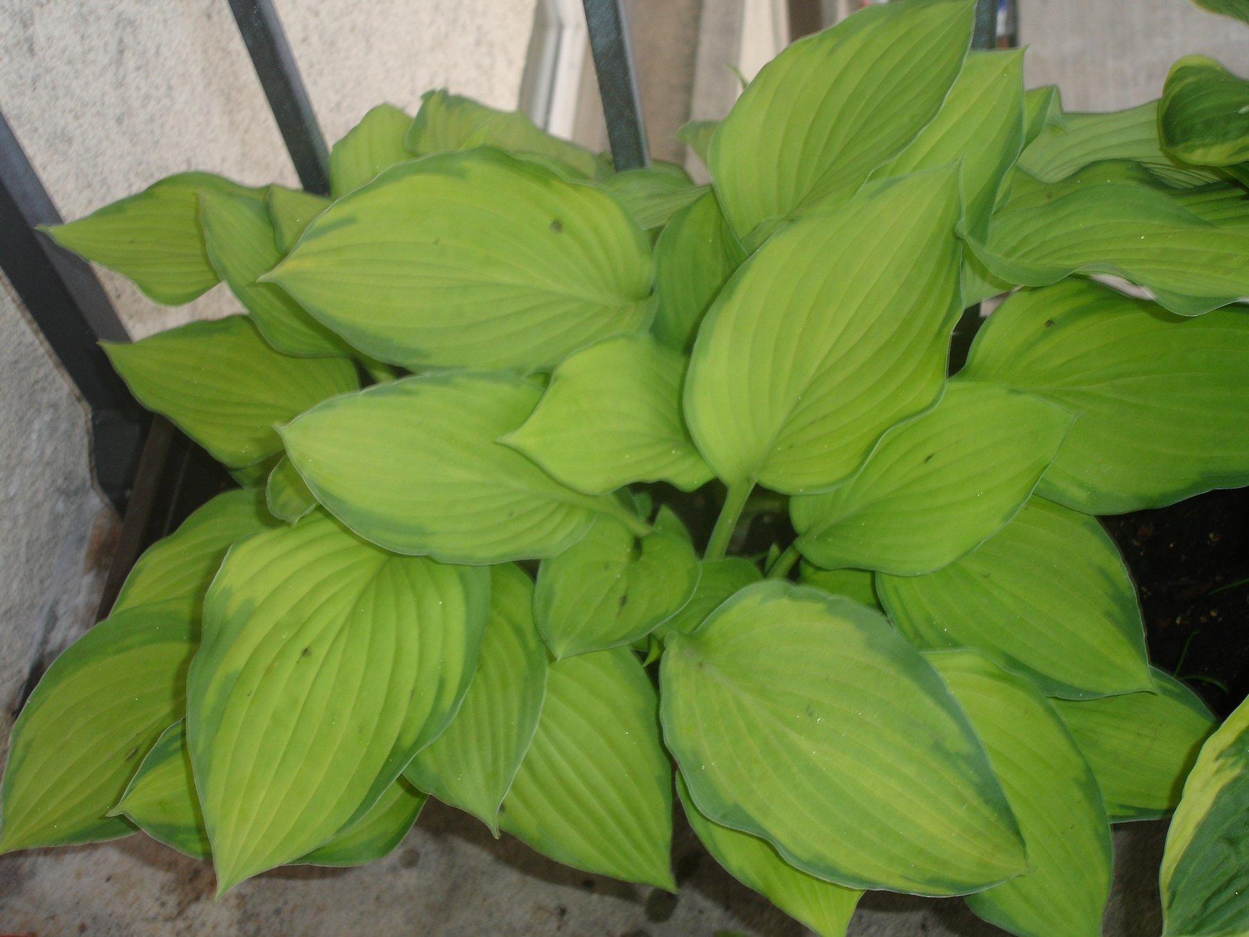 Photograph of Hosta 'Spring Back'