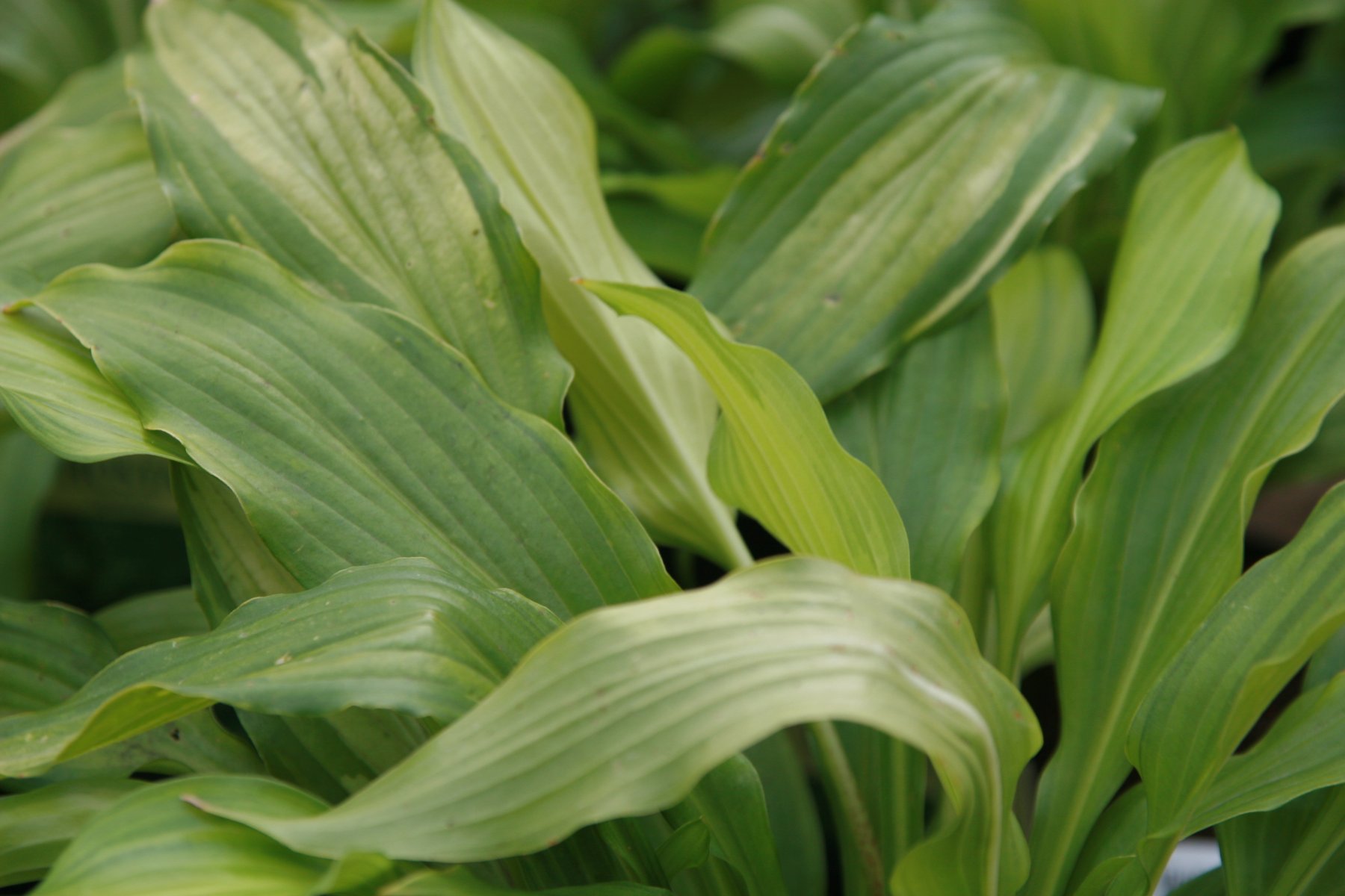 Photograph of Hosta 'Spritzer'