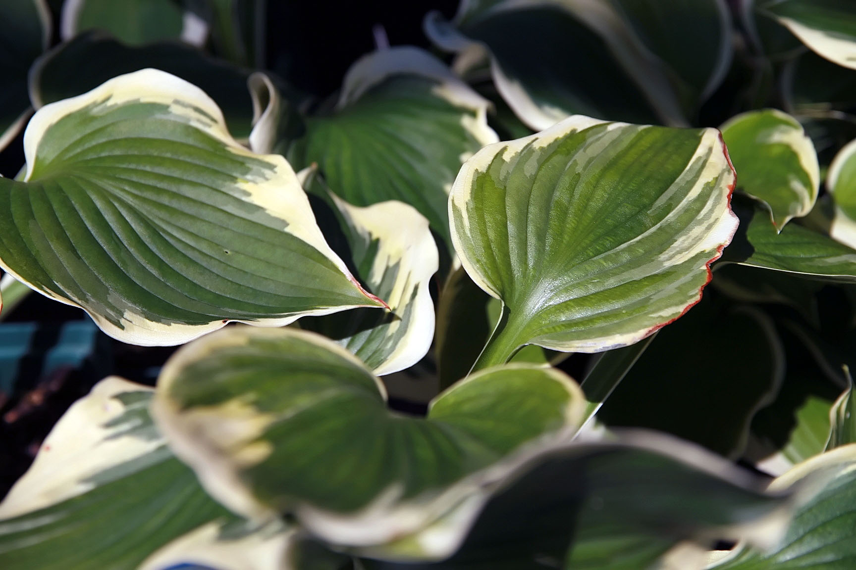 Photograph of Hosta 'Standard's Bands'
