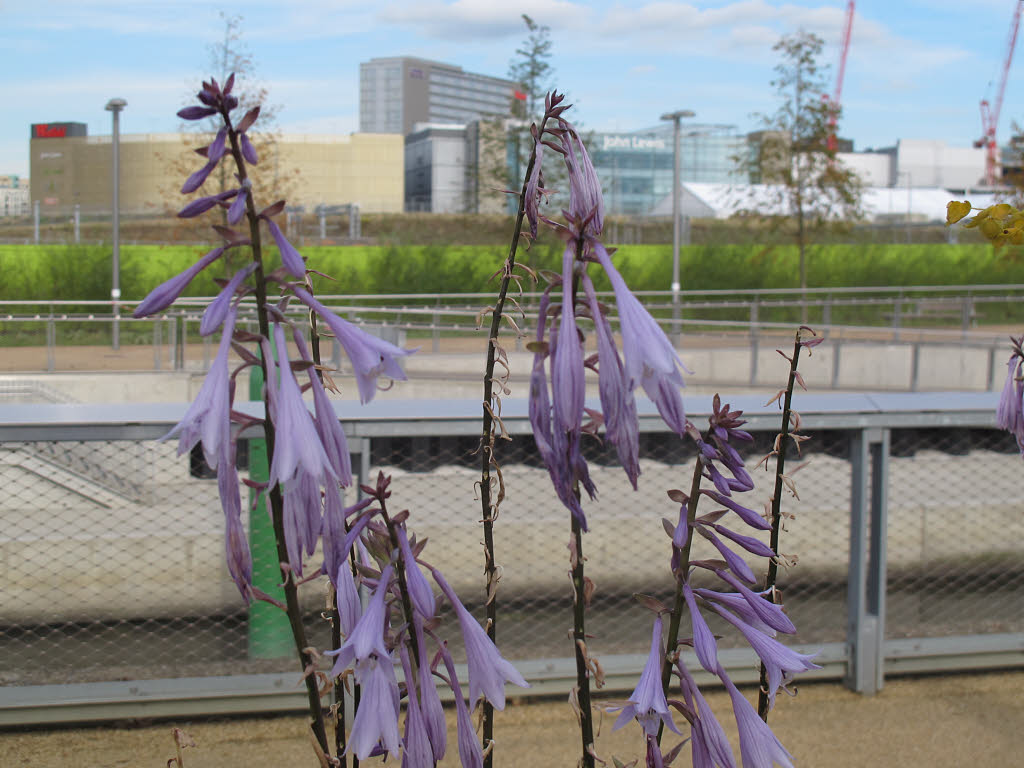 Photograph of Hosta 'Stephen'