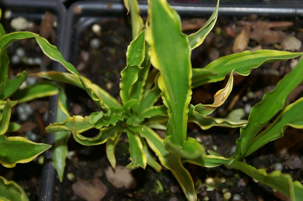 Photograph of Hosta 'Stiletto'