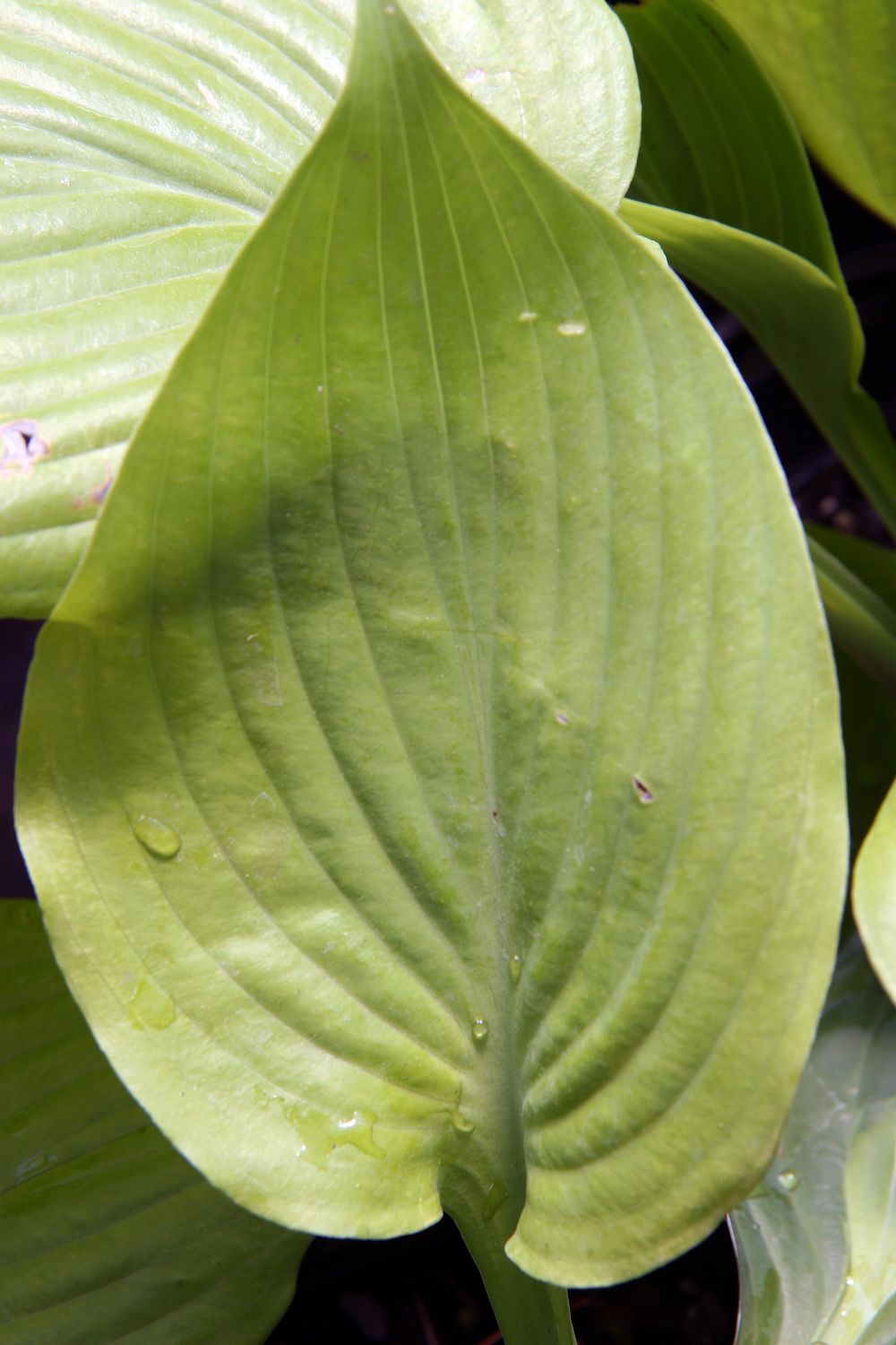 Photograph of Hosta 'Sum and Substance'