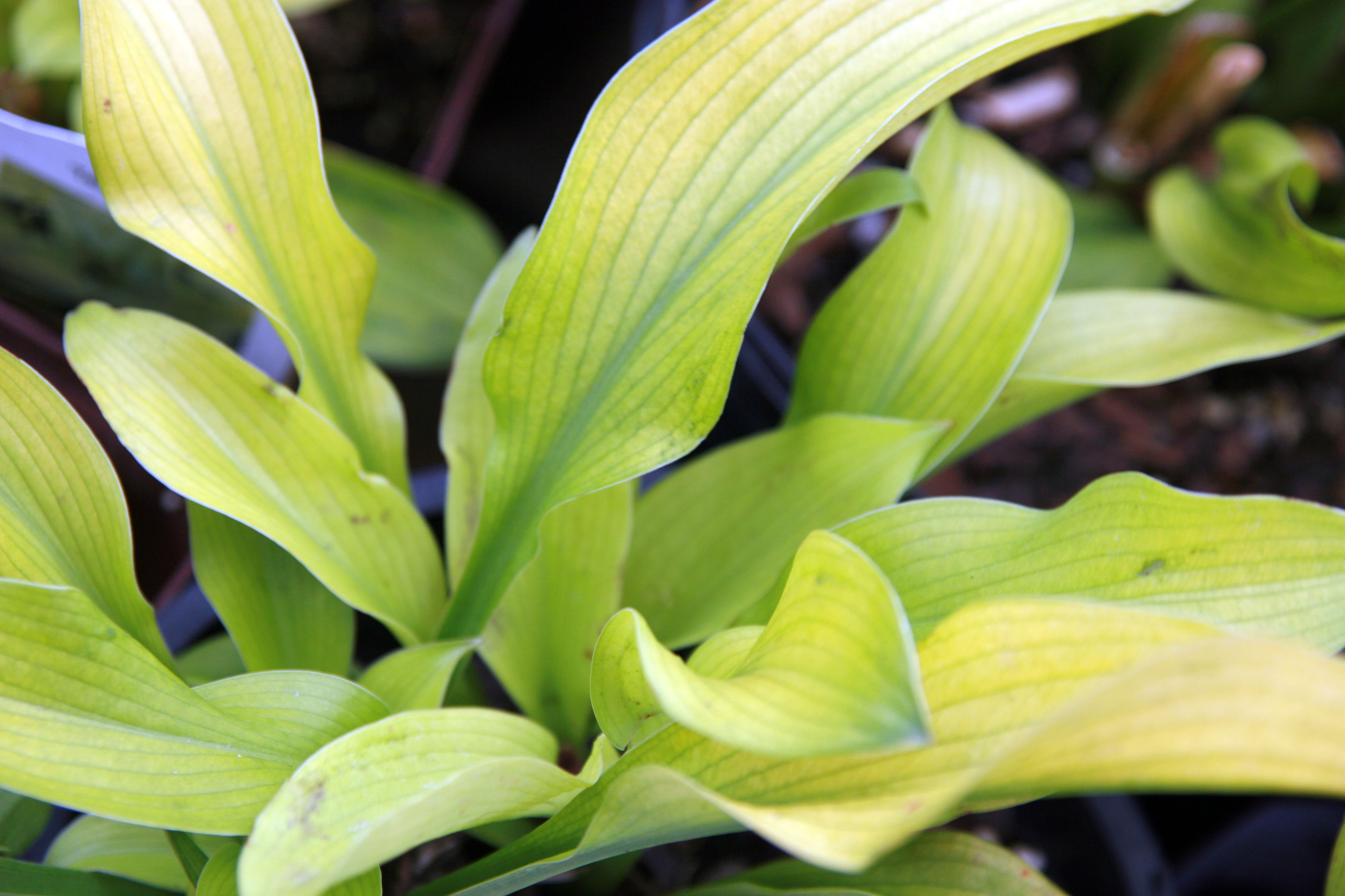 Photograph of Hosta 'Sun Power'
