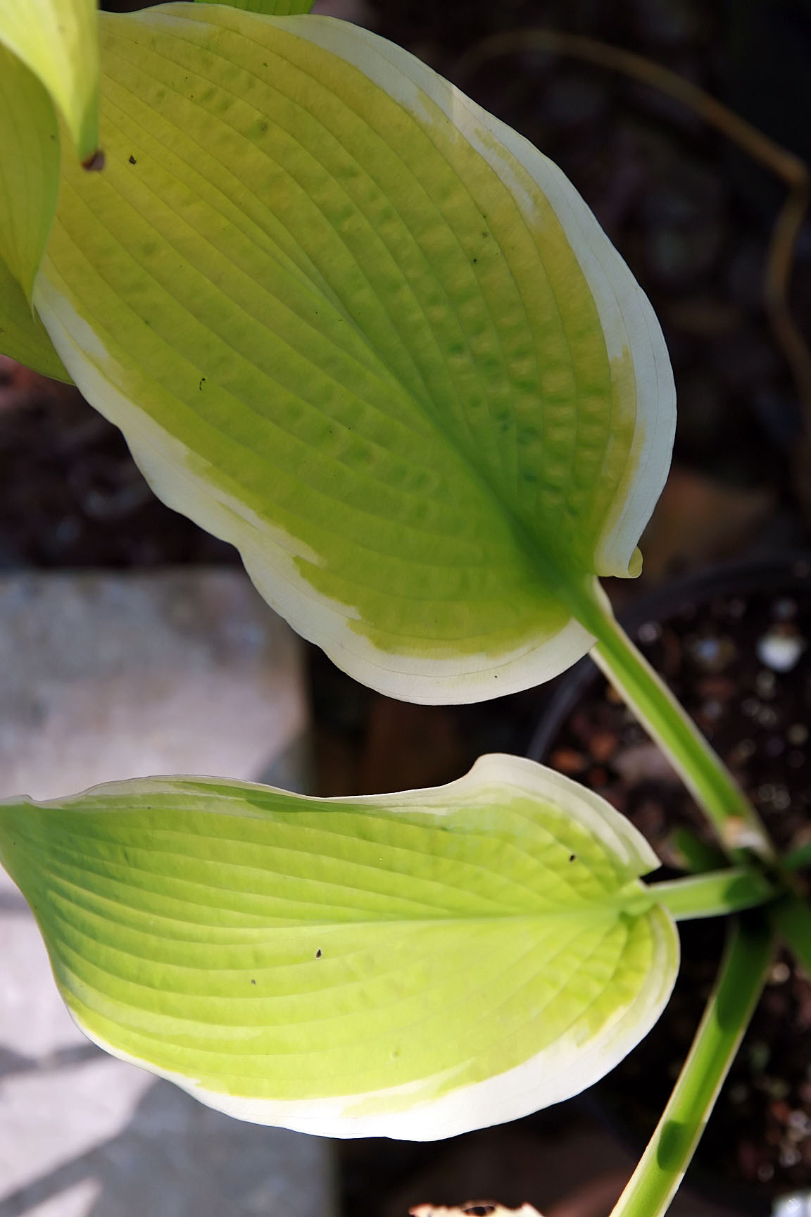 Photograph of Hosta 'Sunshine Glory'