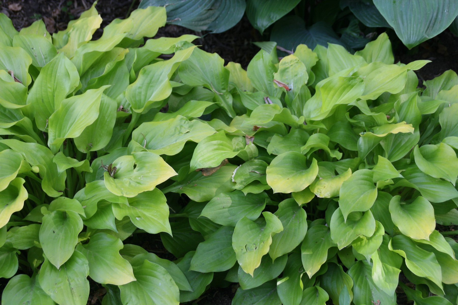 Photograph of Hosta 'Sweet Standard'