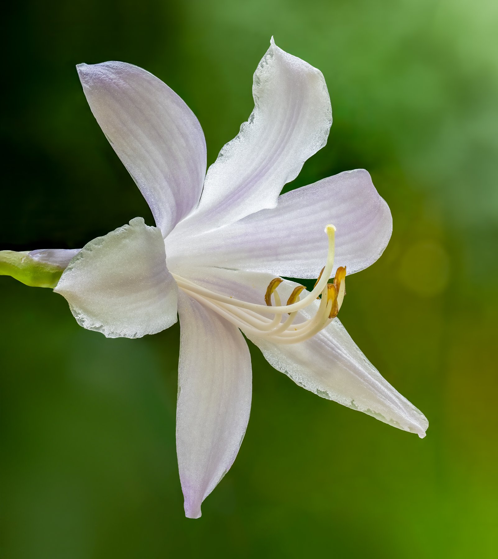 Photograph of Hosta 'Then'
