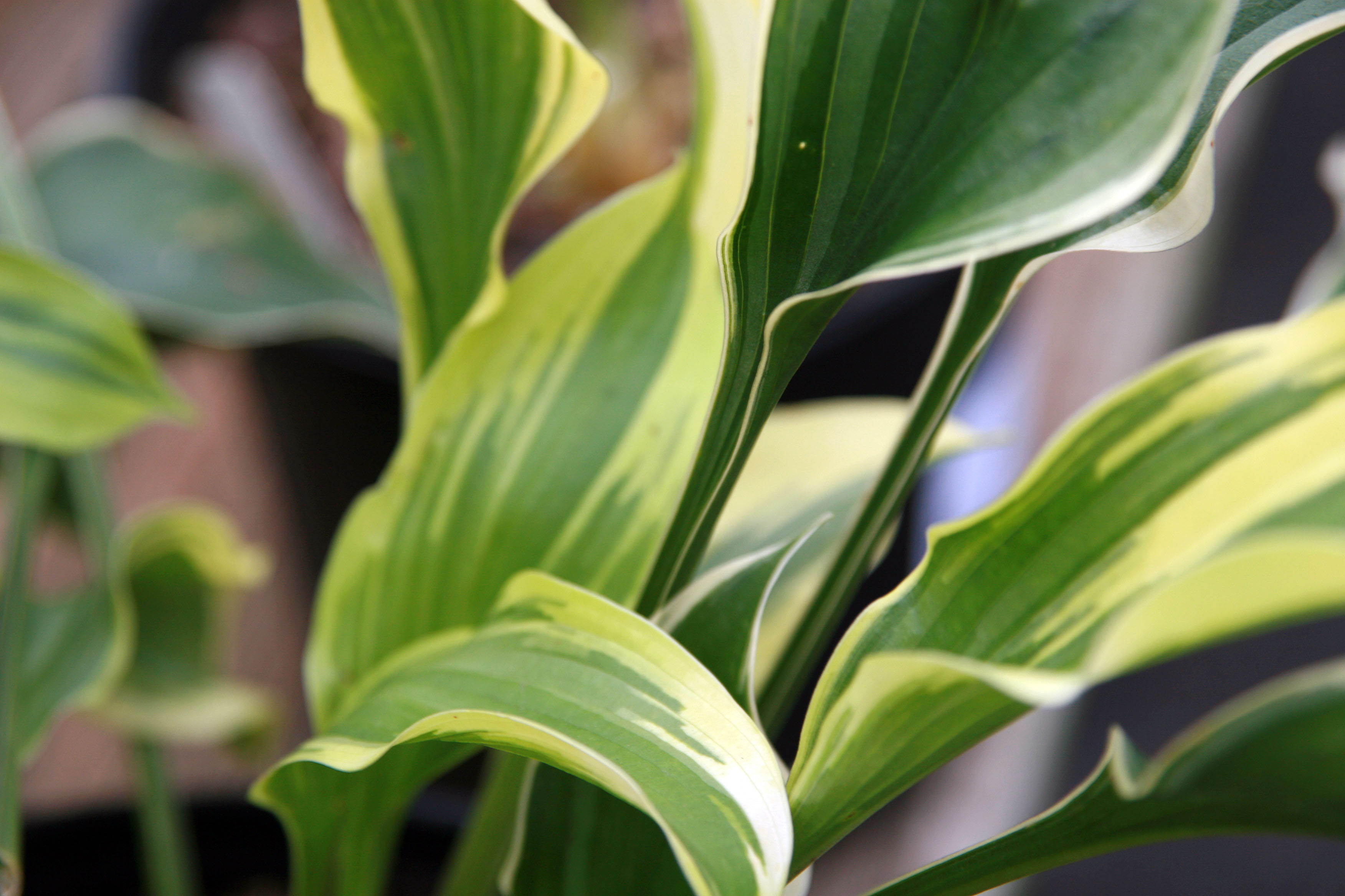 Photograph of Hosta 'Torchlight'