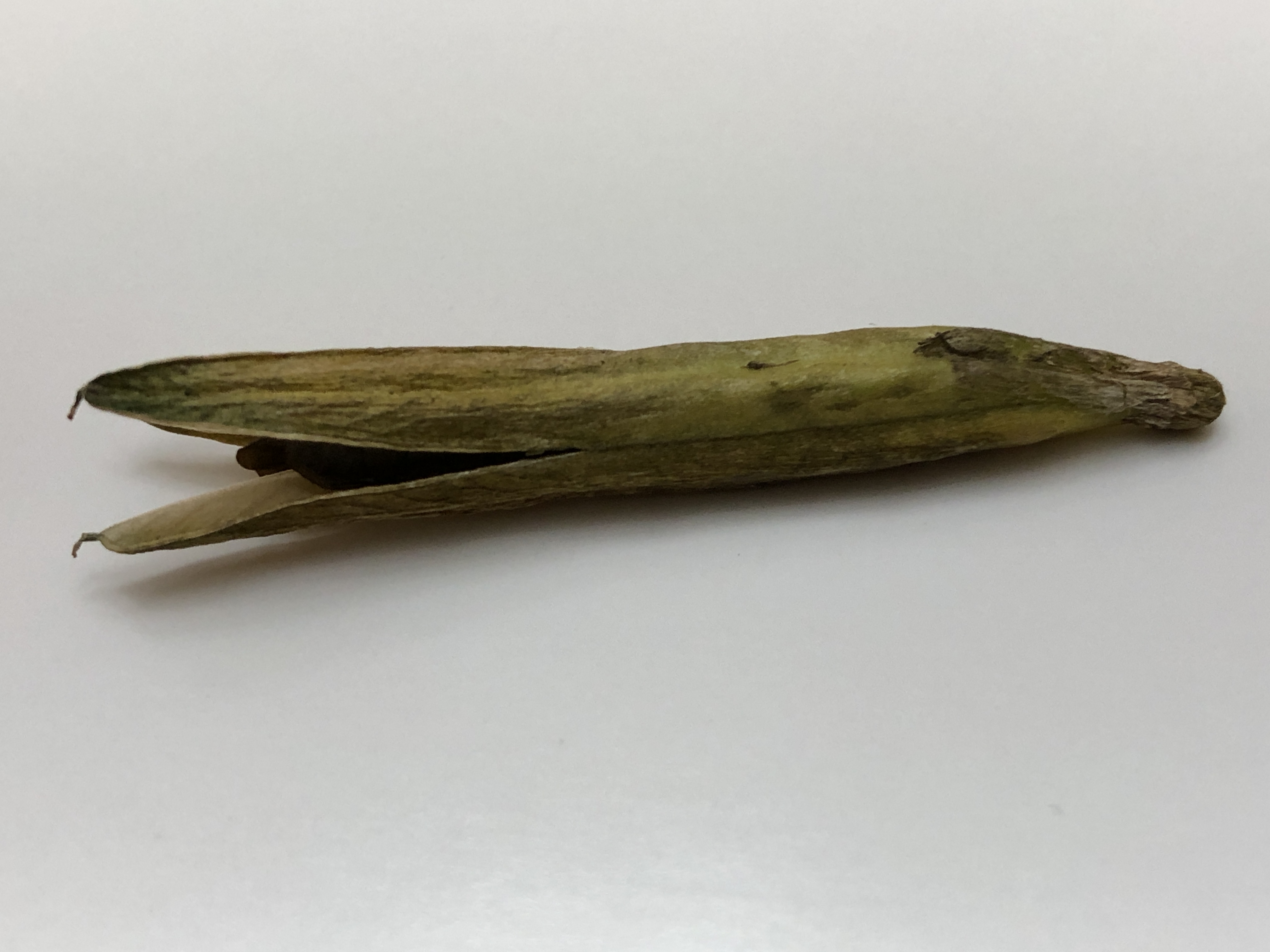 Photograph of Hosta 'Tranquility'