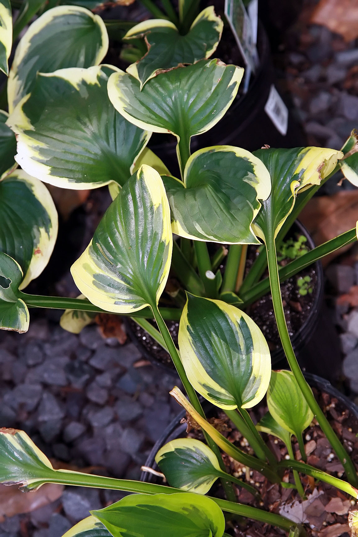 Photograph of Hosta 'Twilight'