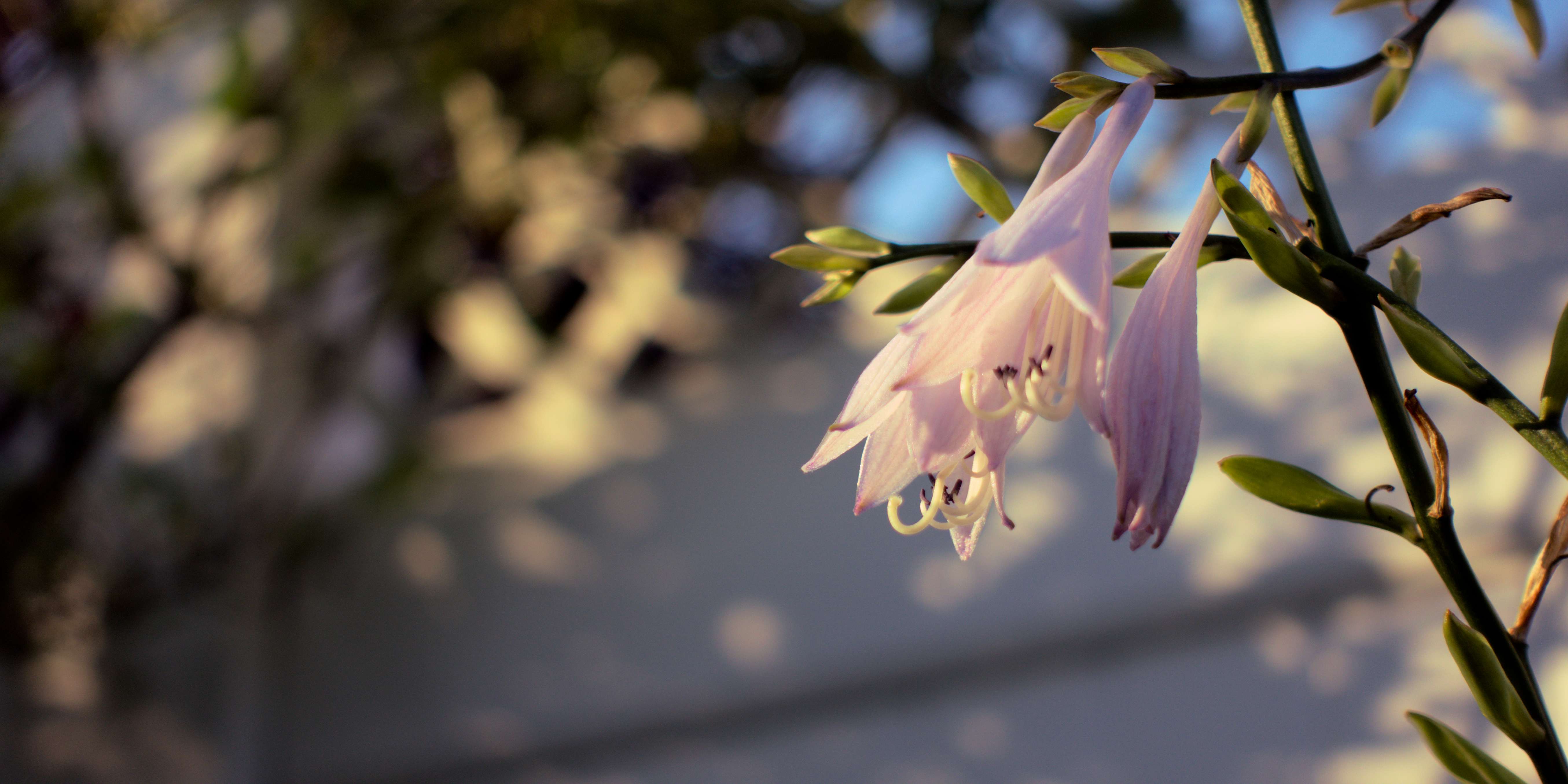 Photograph of Hosta 'Unique'
