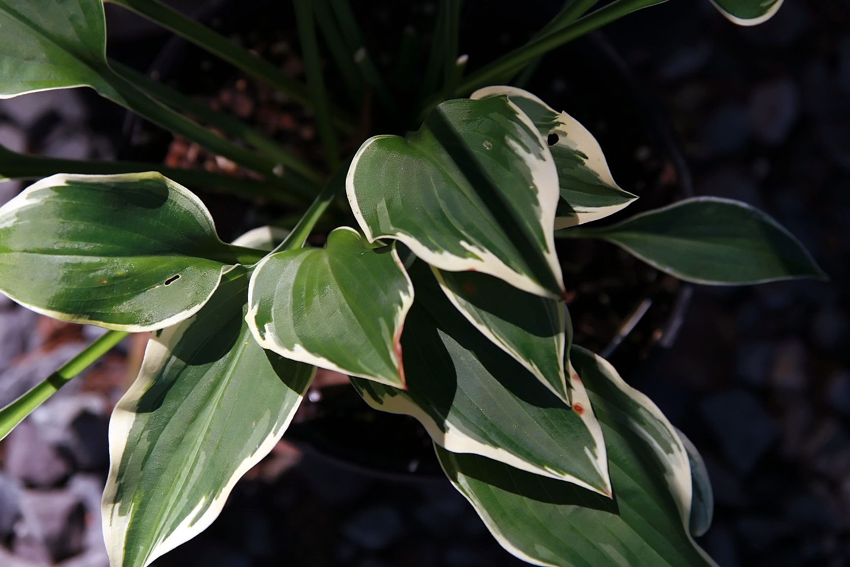 Photograph of Hosta 'Veronica Lake'