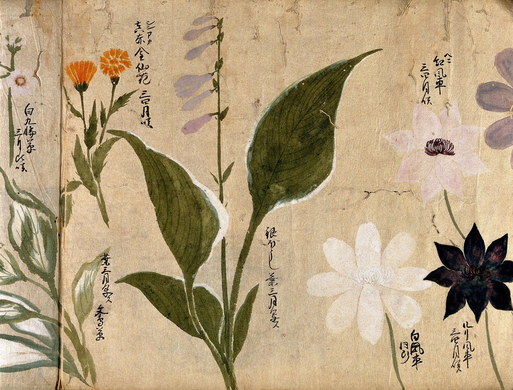 Photograph of Hosta 'Watercolours'