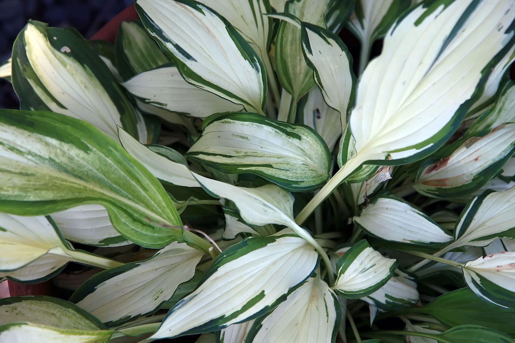 Photograph of Hosta 'White Christmas'