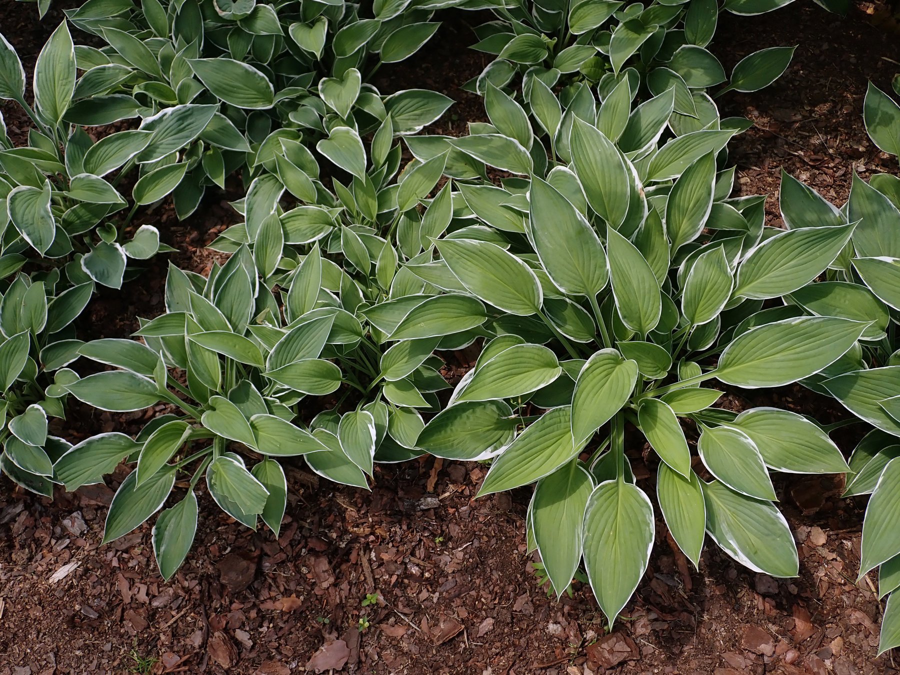 Photograph of Hosta 'White Edger'
