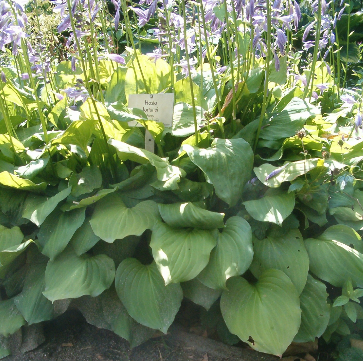 Photograph of Hosta 'Will of Fortune'